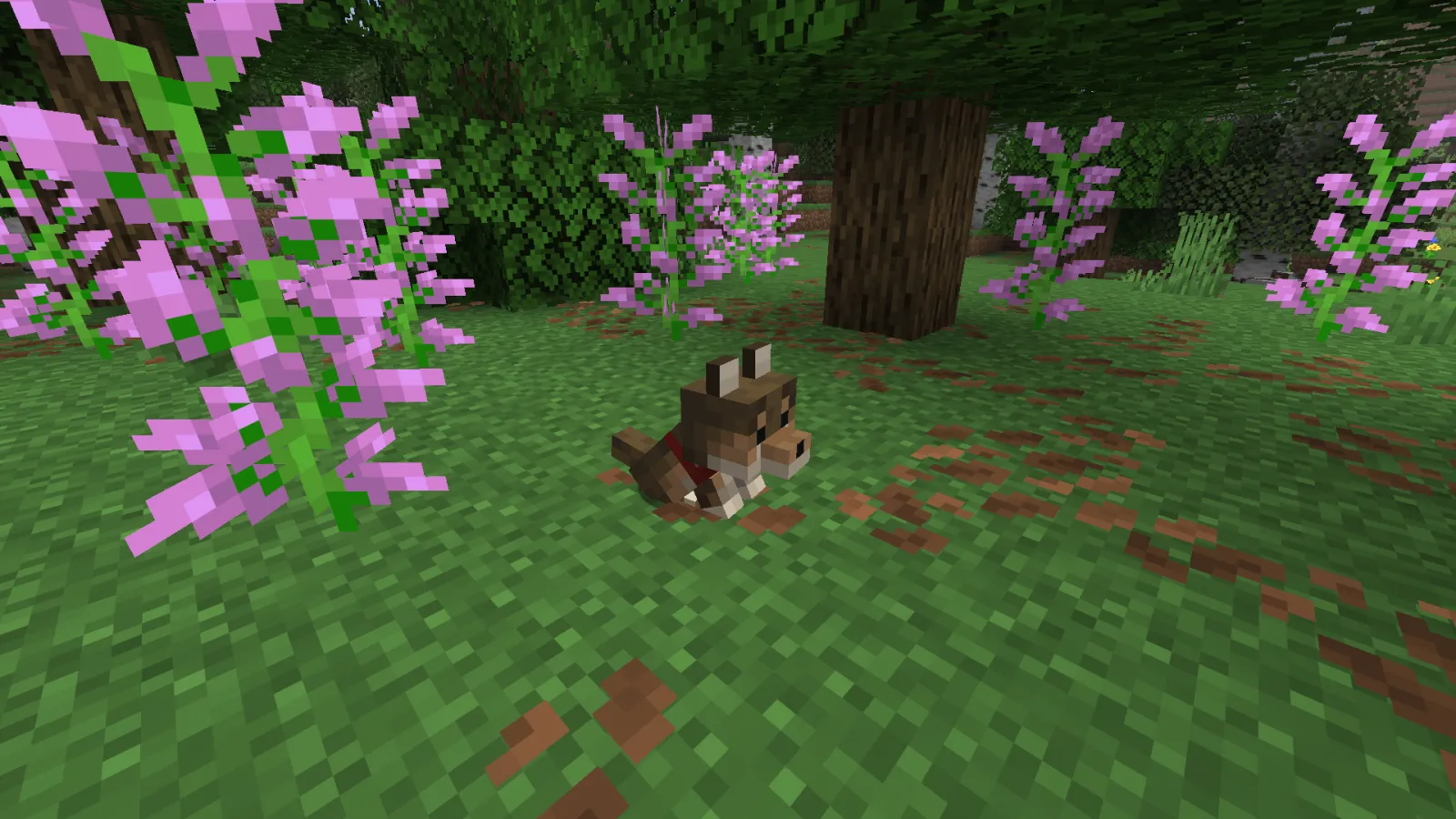 Minecraft Wolf Guide: Spawning, Drops and Farming