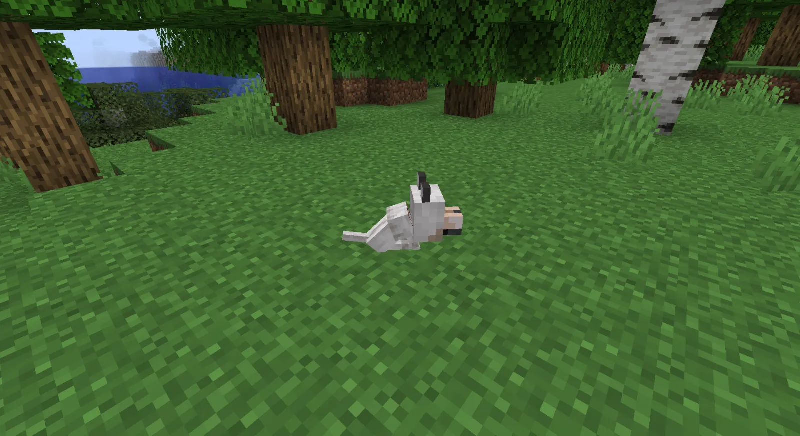 Minecraft Wolf Guide: Spawning, Drops and Farming